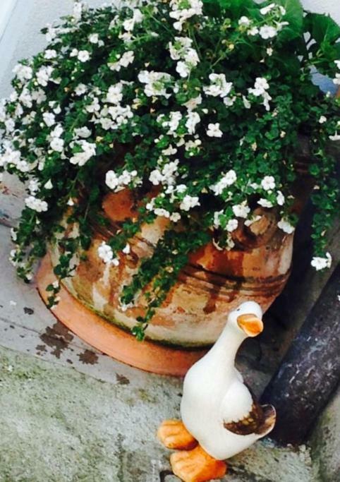 Papere E Tulipani Lägenhet Vicenza Exteriör bild